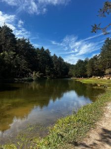 A serene landscape showcases a calm water body reflecting the clear blue sky adorned with wispy white clouds. Surrounding the water, tall evergreen trees create a lush, green backdrop, giving a sense of tranquility. The shoreline features a mix of grass and some wildflowers, while a sandy path runs alongside, inviting exploration.