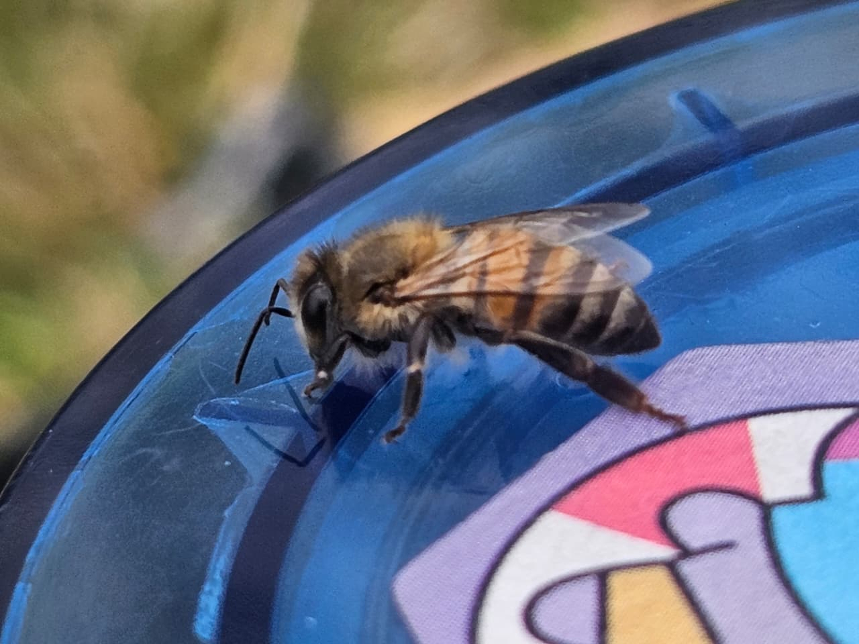 Close-up of a bee resting on a blue surface.