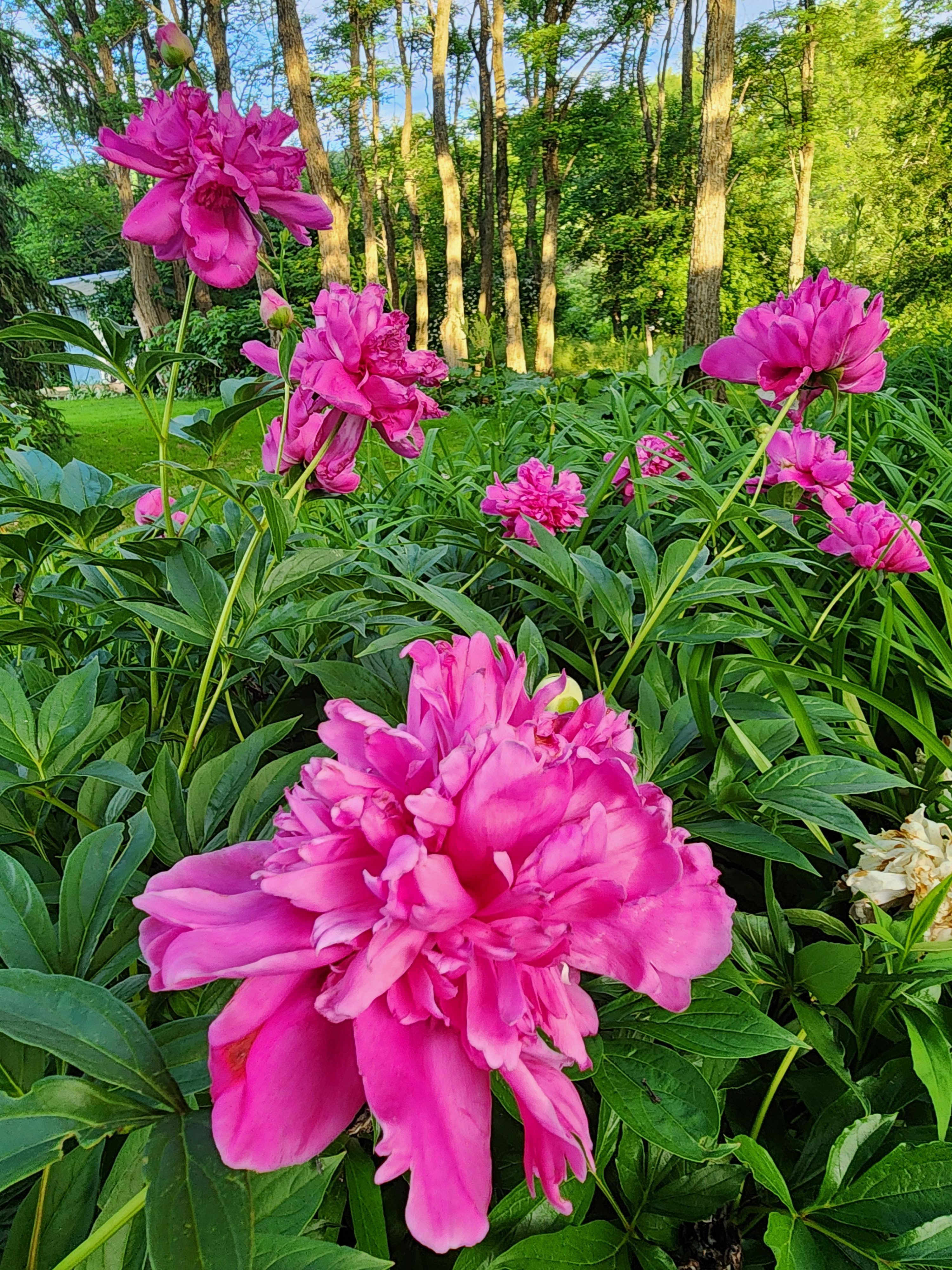 A cluster of bright pink peonies in full bloom, with large, ruffled petals surrounded by lush green leaves. In the background, tall sunlit trees rise against a clear blue sky, creating a peaceful contrast between the vivid flowers and the tranquil forest scene.