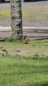 A squirrel sits near a palm tree on a grassy area, holding food in its front paws