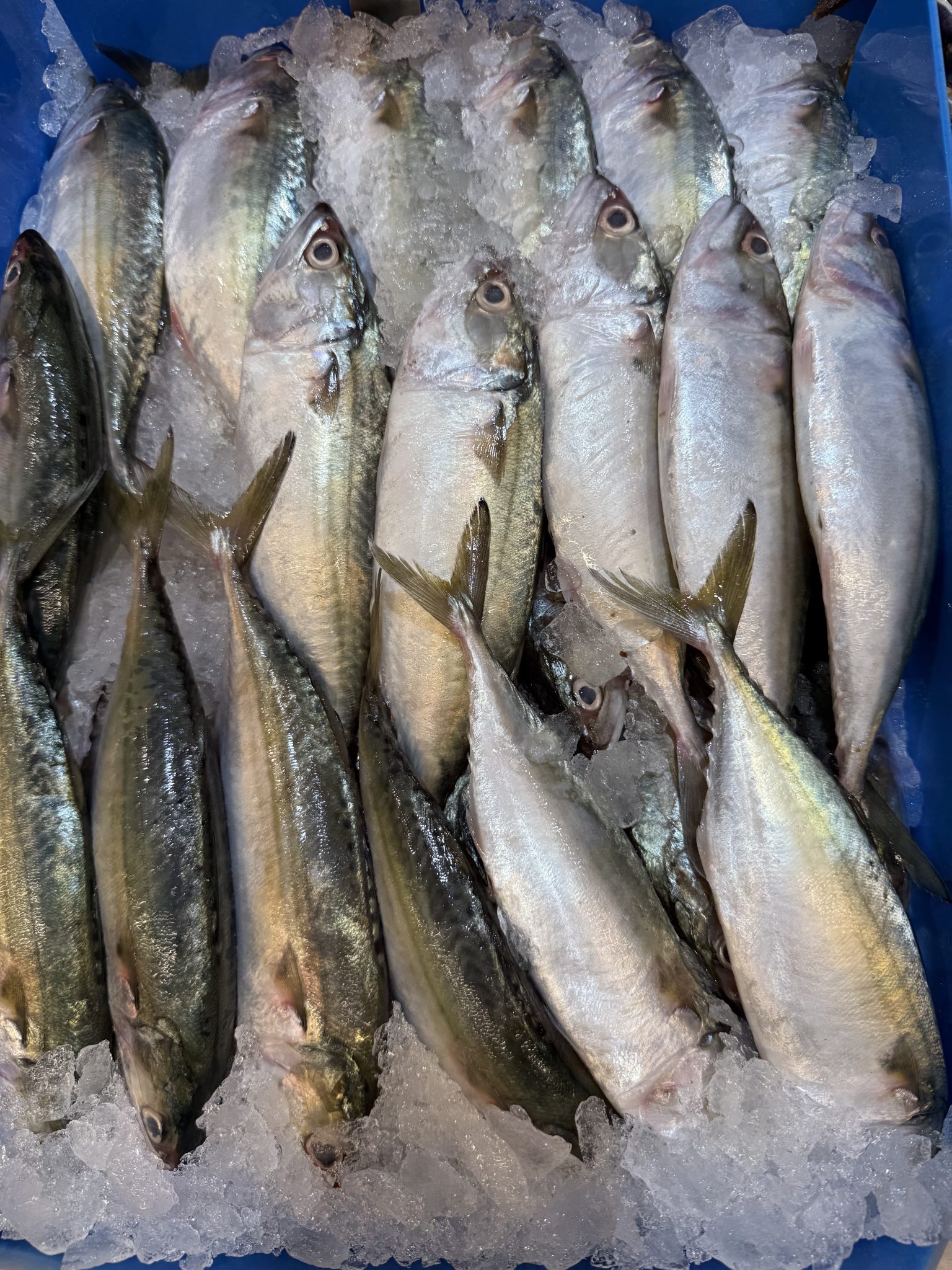 Freshly caught fish packed in a crate
