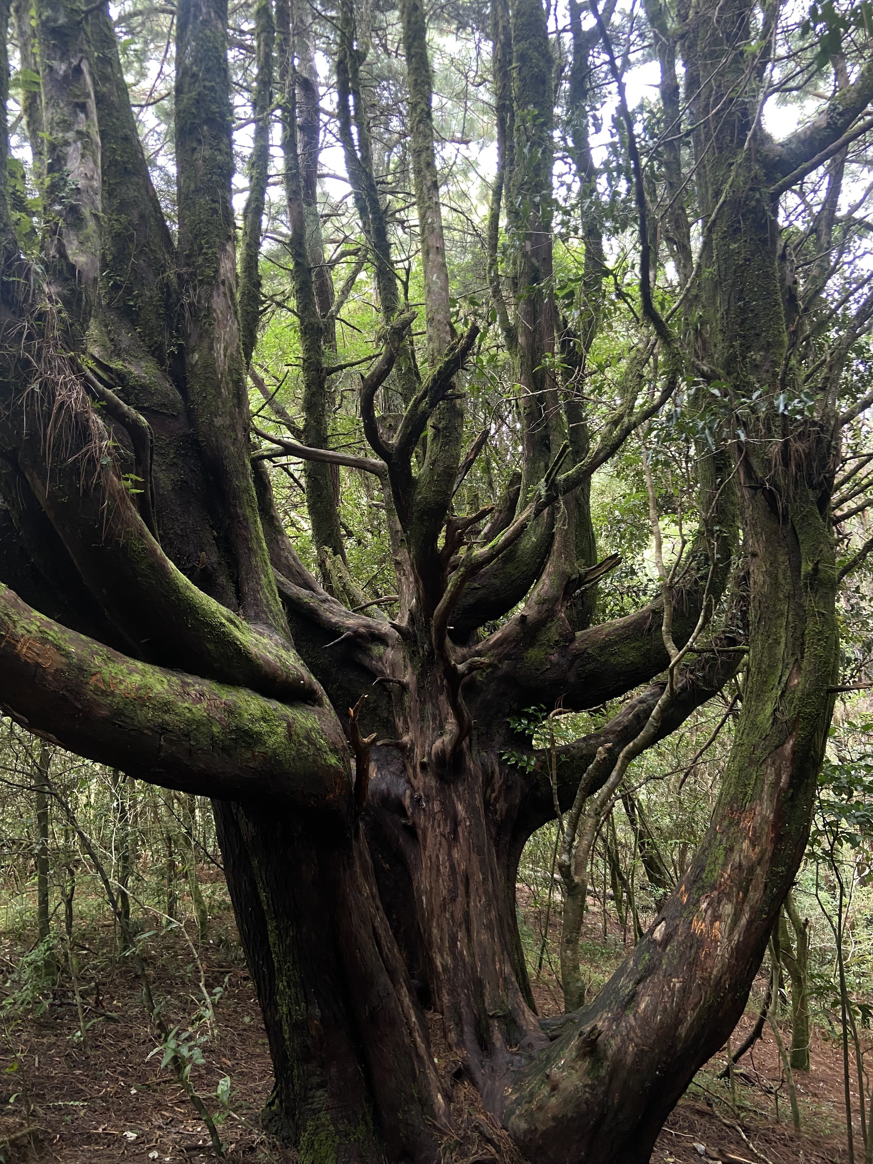 Large gnarled tree with moss-covered branches in a lush forest.