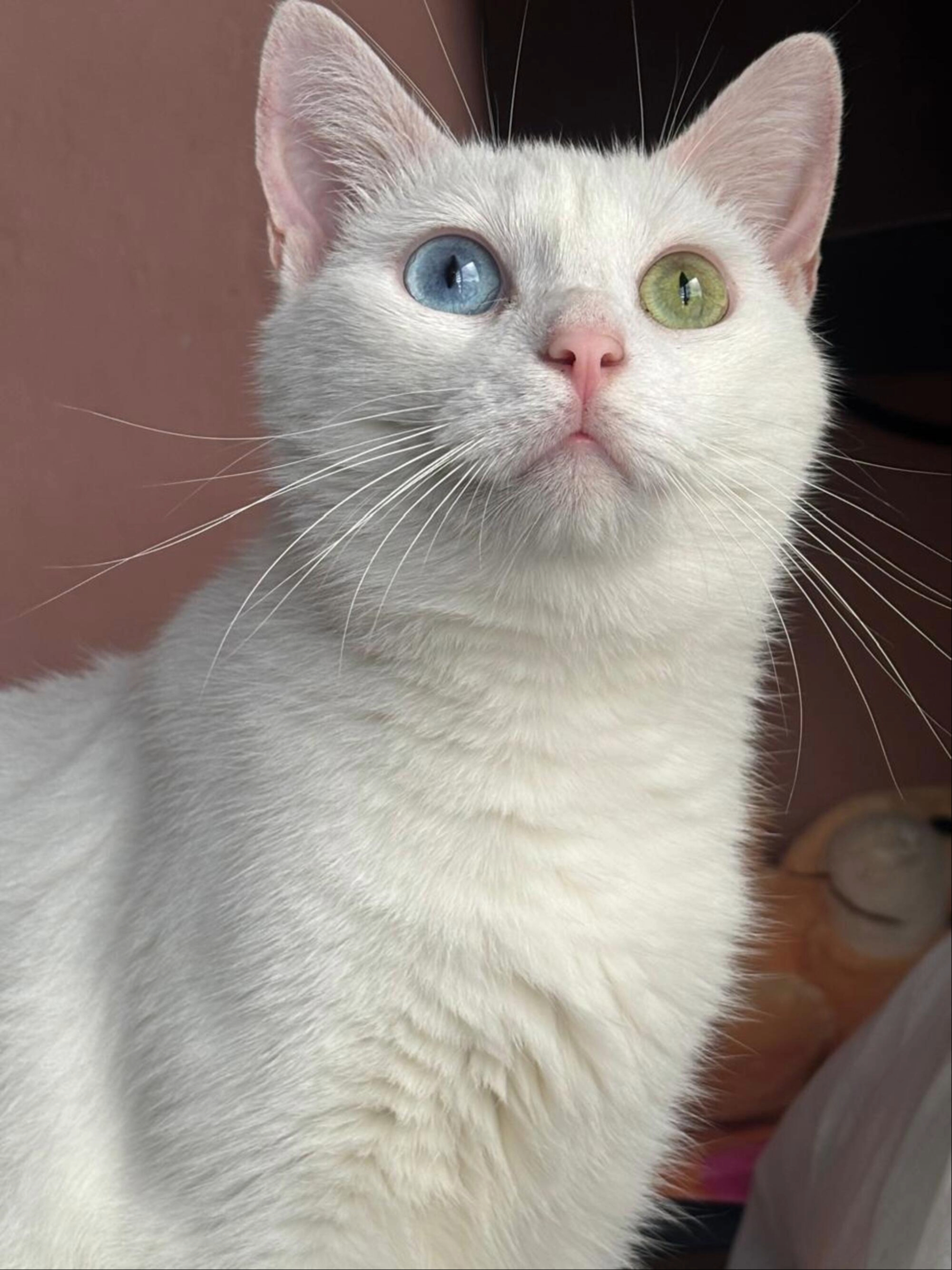 A white cat with heterochromia, featuring one blue eye and one green eye, gazes above the camera. Its soft white fur, pink nose, and long whiskers stand out against a blurred indoor background