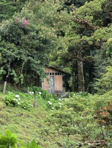 A rustic wooden countryside cabin surrounded by lush green forest and blooming white hydrangeas.