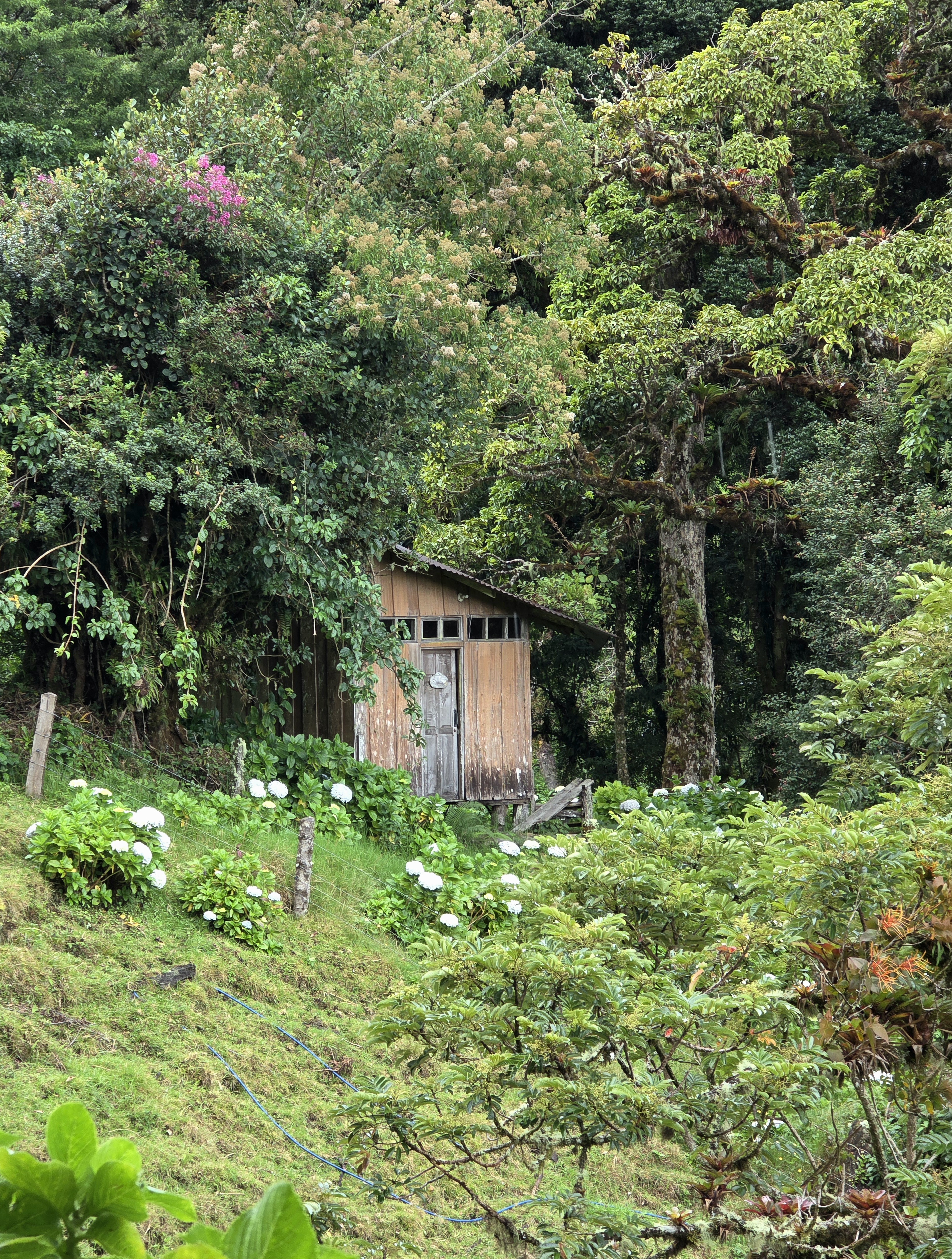 A rustic wooden countryside cabin surrounded by lush green forest and blooming white hydrangeas.