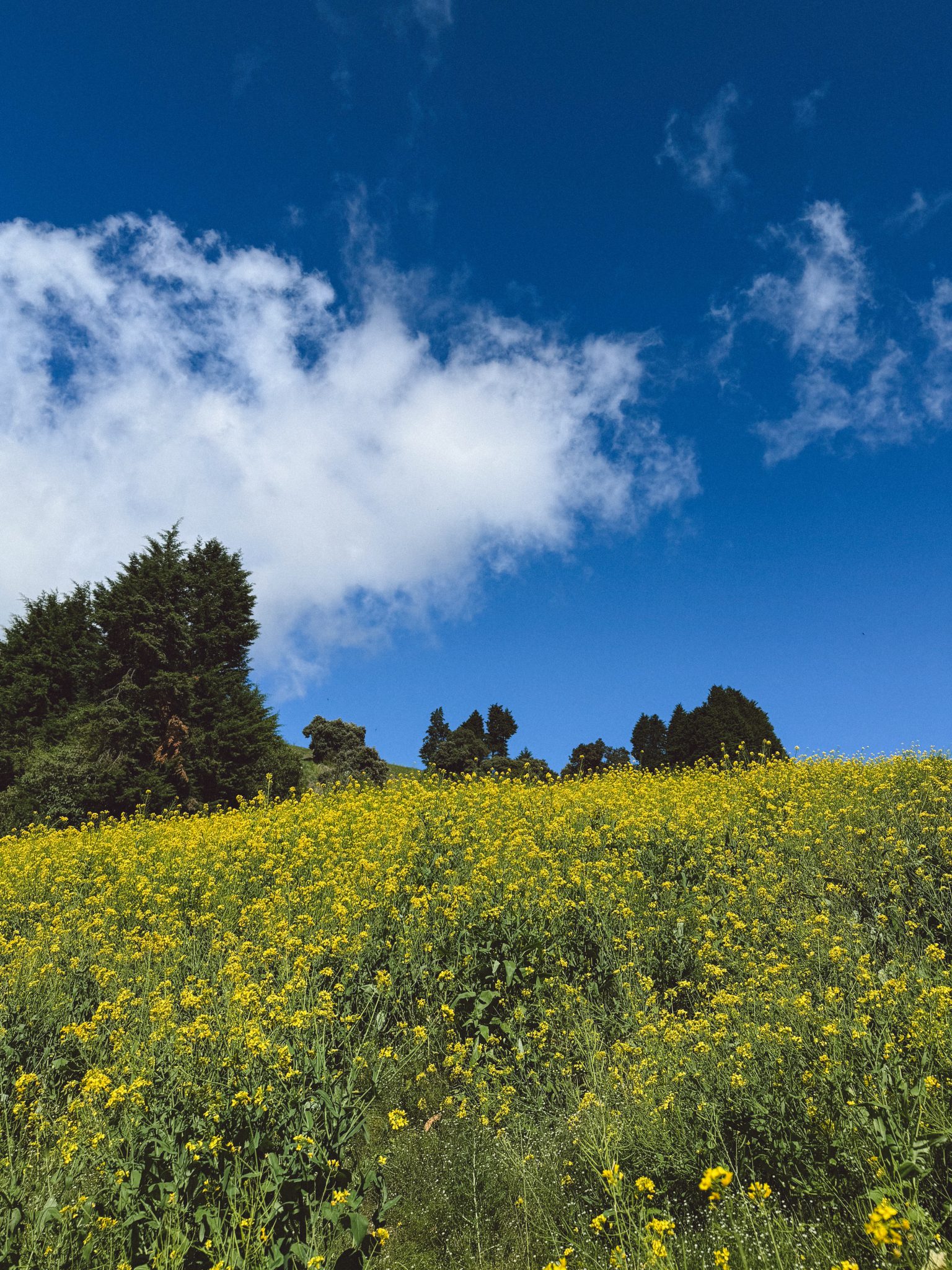 Hillside of yellow wildflowers under a blue sky — photo by wbadilla, CC0