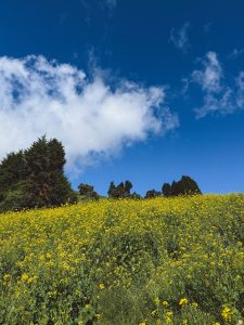 Montaña de flores amarillas (A vibrant field of yellow wildflowers stretches across a green hillside under a deep blue sky with fluffy white clouds. Lush green pine trees line the crest of the hill in the background).