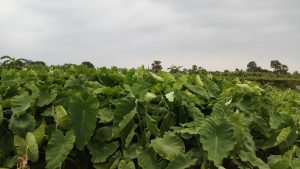 A lush, green field is filled with large, broad leaves from plants, likely taro or similar varieties
