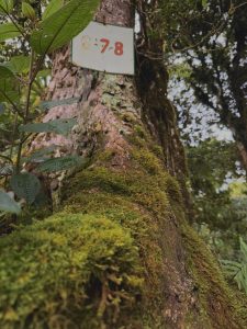 Moss-Covered Forest Tree
