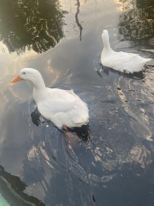 Two white ducks swimming on calm water with reflections of trees and clouds on the surface.