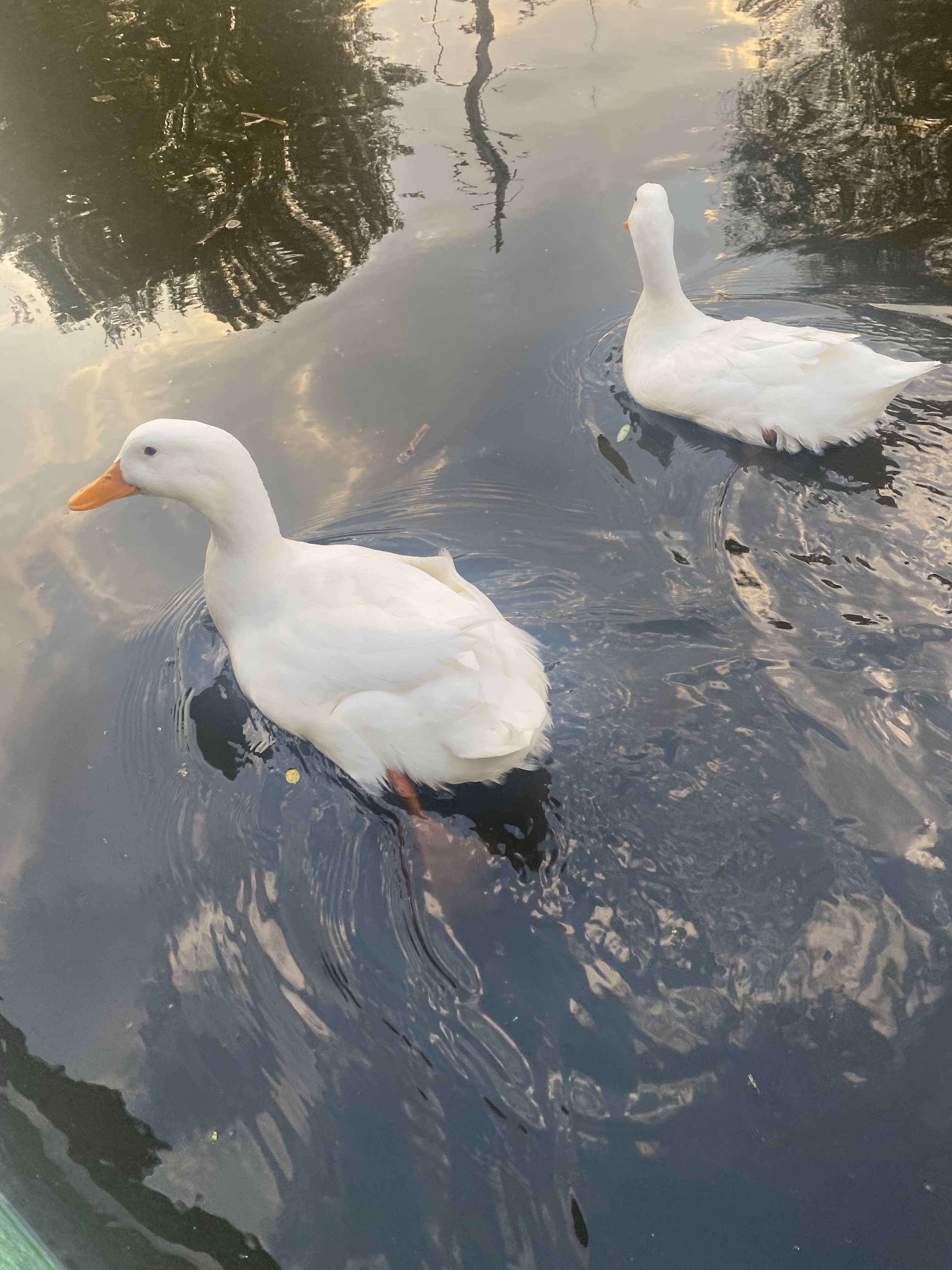 Two white ducks swimming on calm water with reflections of trees and clouds on the surface.