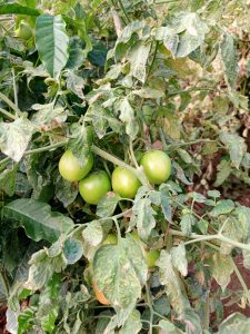 Cluster of unripe green tomatoes growing on a tomato plant with broad leaves in a tomato garden.
