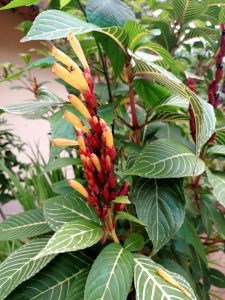 Close-up of a shrimp plant with yellow tubular flowers emerging from red bracts among green foliage.
