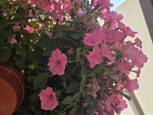 Trailing pink petunias spilling over a terracotta pot on a sunlit balcony or terrace, with green foliage and a white wall in the background.
