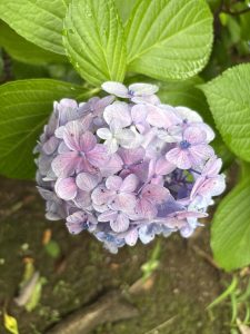 Close up photography of Light Pink Hydrangea Flower 