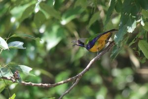 A male orange-bellied leafbird perches on a branch calling out. The bird has a blue-and-black face pattern, a solid orange belly, and green-and-blue wings. Lush green foliage fills the background, creating a natural and blurred backdrop. Sunlight filters through the leaves, adding highlights to the scene.