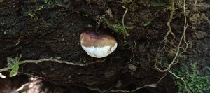 Rounded red-and-white fungus growing inside a dark tree cavity surrounded by roots and moss.