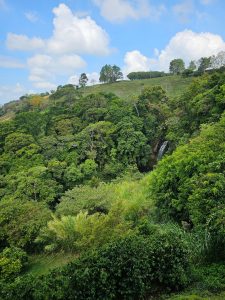 A dense green forest landscape with a small waterfall hidden among the trees, beneath a bright sky with soft clouds