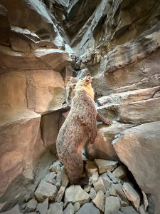 A lifelike bear sculpture stands upright among large, layered rock formations, one paw resting on a ledge as it looks upward with its mouth slightly open. Its textured brown fur and realistic pose make it appear almost alive, while loose stones cover the floor of the narrow rocky enclosure.