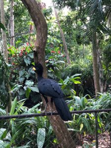Large dark bird with a feathered crest perched on a metal fence, surrounded by tropical plants.