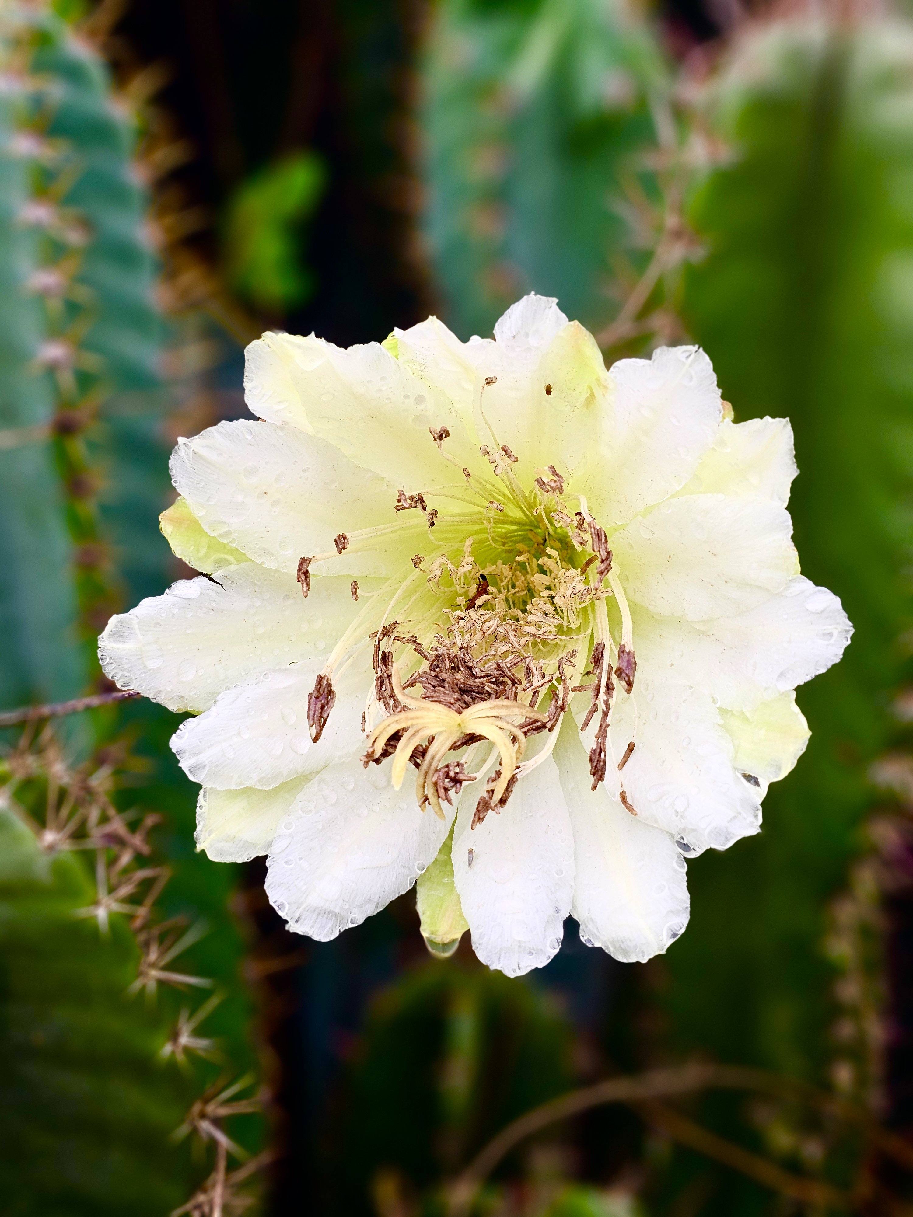 A fully opened white cactus flower displays its delicate petals and detailed center, with tiny water droplets adding freshness. The blurred background keeps the focus on the flower. Captured at Perumanna, Kozhikode.