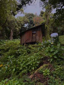 A rustic wooden cabin nestled in a lush cloud forest, surrounded by blooming hydrangeas and dense native vegetation. Towering trees frame the scene, creating a peaceful atmosphere that highlights the harmony between traditional architecture and the rich biodiversity of the mountain landscape.
