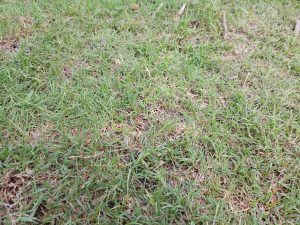 A close-up view of a grassy area, showing various shades of green blades of grass.
