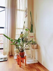 A collection of indoor houseplants, including a prominent ZZ plant and snake plants, arranged on white tiered stands and a wooden stand next to a bright window with sheer curtains.
