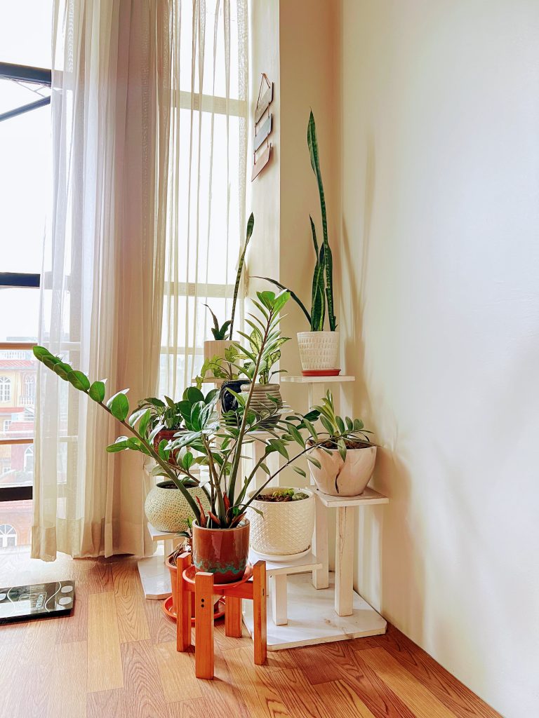 A collection of indoor houseplants, including a prominent ZZ plant and snake plants, arranged on white tiered stands and a wooden stand next to a bright window with sheer curtains.