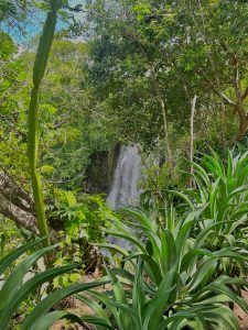 
A lush, tropical scene showcases a waterfall cascading down rocky terrain, surrounded by dense greenery.