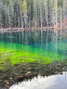 Clear turquoise spring water reveals bright green aquatic vegetation and stones near the shore, while tall evergreen trees line the opposite bank. The still surface reflects the forest in soft vertical patterns, creating a calm and vivid natural scene with striking shades of green, blue, and gray.