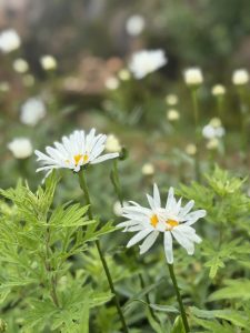 Two white daisy flowers with yellow centers among green plants.