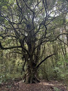 A majestic tree with twisted branches and a moss-covered trunk along the Barva Volcano trails, surrounded by lush cloud forest.