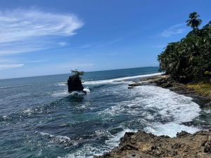 Rocky coastline with calm ocean waves and a small tree growing on a lone rock in the water.
