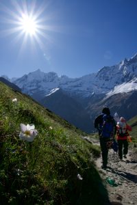 White flower on a grassy slope beside a trail with two hikers wearing backpacks walking toward snow-capped mountains, sun shining in the sky