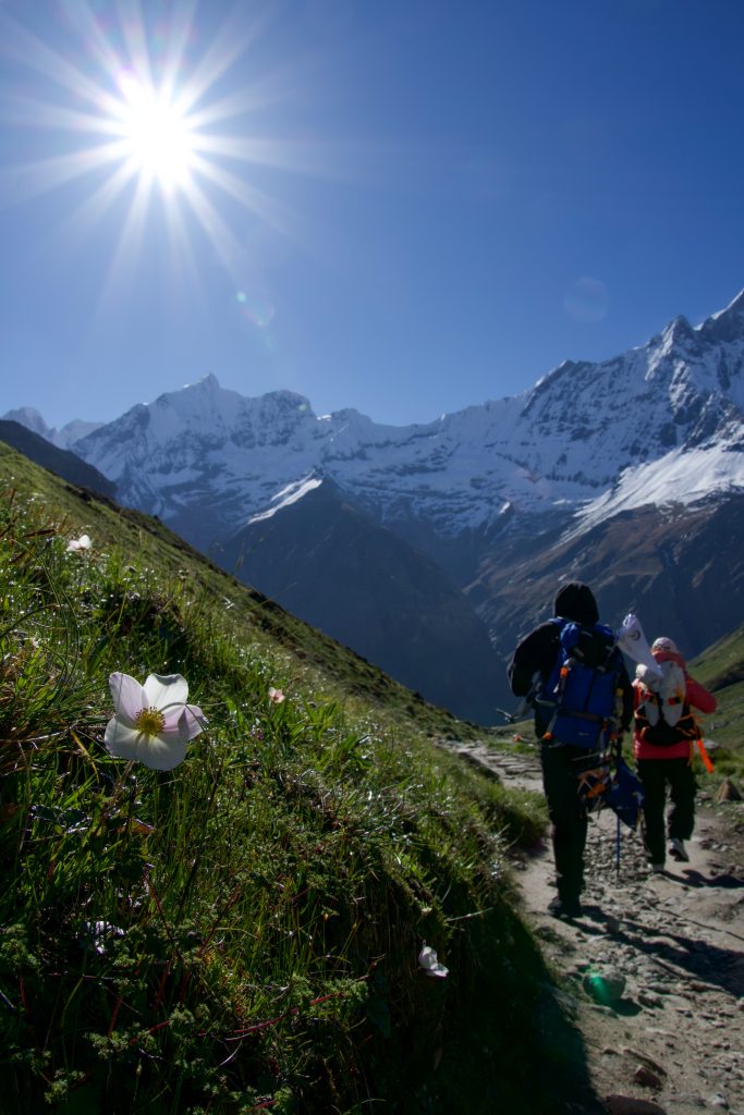 White flower on a grassy slope beside a trail with two hikers wearing backpacks walking toward snow-capped mountains, sun shining in the sky