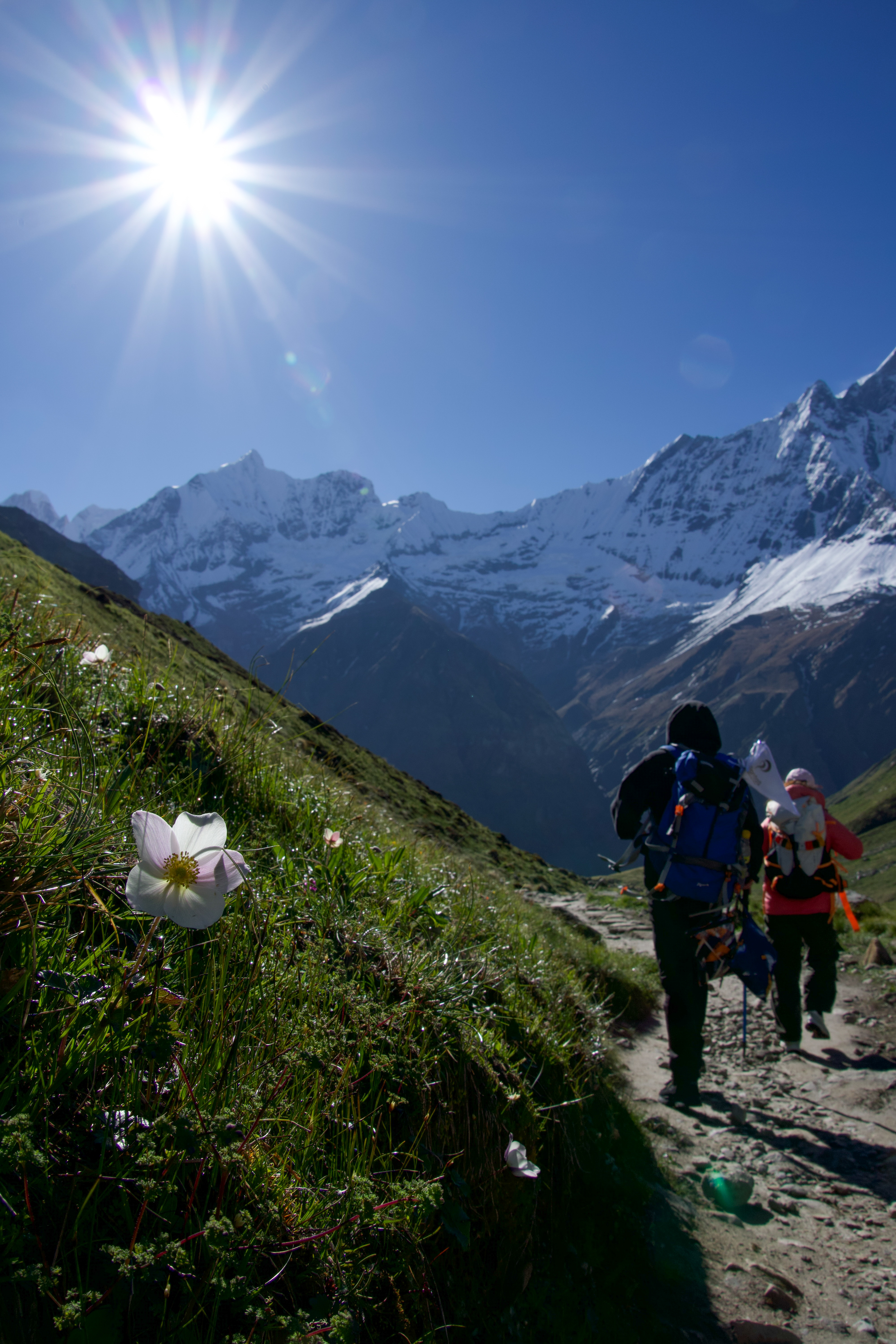 White flower on a grassy slope beside a trail with two hikers wearing backpacks walking toward snow-capped mountains, sun shining in the sky