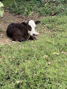 A young calf with a dark brown body and a white face lying down on a grassy patch of ground with a rope halter around its neck, surrounded by green grass and scattered dry leaves.