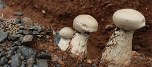 Three large pale mushrooms with textured caps growing from reddish soil and gravel.