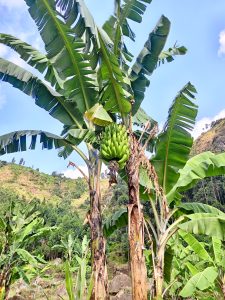 A banana plant bearing a cluster of green bananas in a hillside plantation beneath a blue sky.
