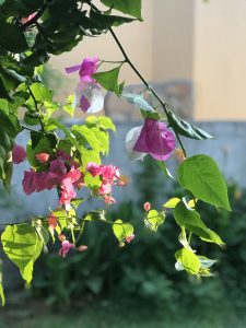 Cascading bougainvillea branches with bright pink, purple, and white flowers and green leaves, lit by sunlight against a blurred background.
