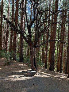 A twisted tree stands among tall pine trees in the Prusia sector of Irazú Volcano National Park, Costa Rica. Sunlight filters through the forest canopy, creating light and shadow across the woodland floor.