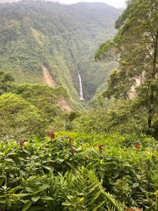 A waterfall cascades down a steep cliff into a dense tropical forest valley. In the foreground, lush green plants with bright red flowers fill the view. A tall tree stands on the right, under a cloudy light gray sky.

