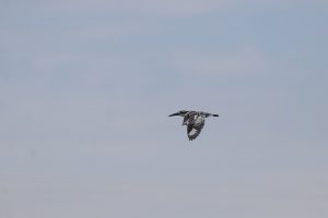 An Pied Kingfisher in flight against a pale blue sky.

