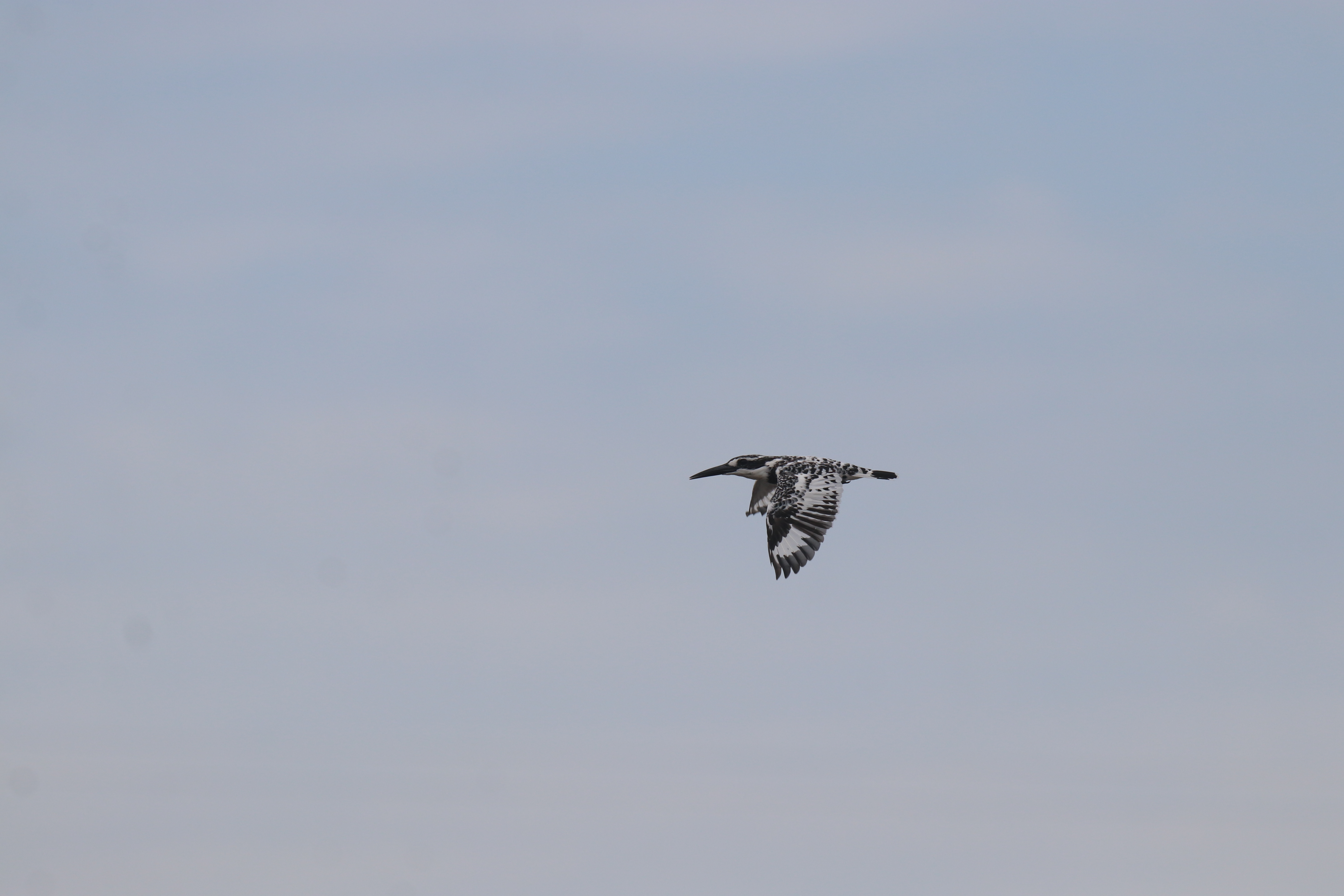 An Pied Kingfisher in flight against a pale blue sky.