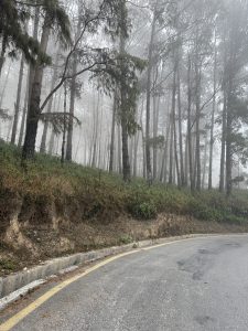 A foggy forest with tall pine trees lines a winding road. 