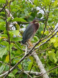 Green heron perched on a branch among lush green leaves.