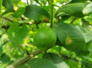 A close-up shot of a single, vibrant green round lemon hanging from a thorny branch, surrounded by lush green leaves.