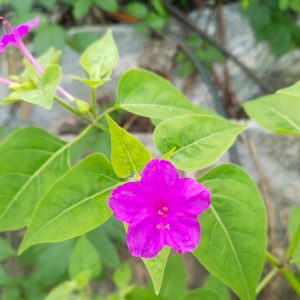 Vibrant magenta flower with five petals and a yellow center, surrounded by lush green leaves
