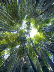 The image shows a view from the ground looking up through a dense bamboo grove. Tall, slender bamboo stalks rise vertically, their dark green and gray hues contrasting with the bright greenery of leaves at the top. Sunlight filters through the leaves, creating a soft, dappled light effect. 